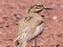 Water Thick-knee