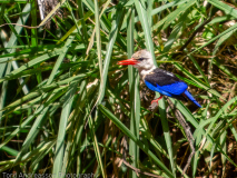 Grey-headed Kingfisher
