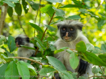 Zanzibar red colobus