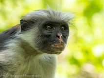 Zanzibar red colobus