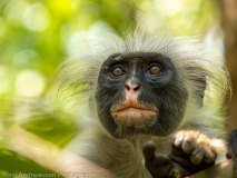 Zanzibar red colobus