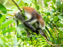Zanzibar red colobus