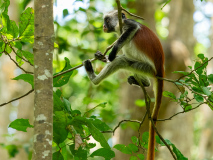 Zanzibar red colobus