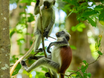 Zanzibar red colobus