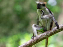 Zanzibar red colobus