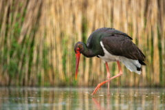 Svart stork