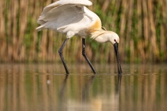 Skedstork 