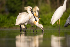 Skedstork 