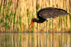 Svart stork