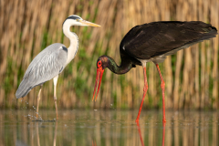 Svart stork