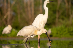Skedstork 