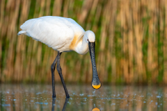 Skedstork 