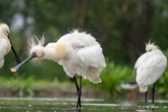 Skedstork 