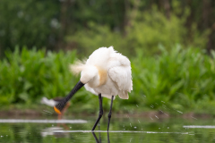 Skedstork 