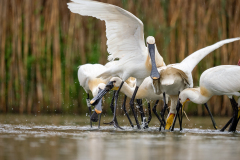 Skedstork 