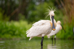 Skedstork 