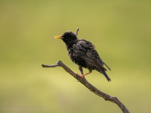 Starling 