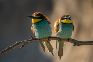 Ungern | Biätare / Bee-eaters