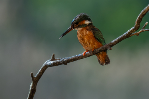 Ungern | Kungfiskare / Kingfishers