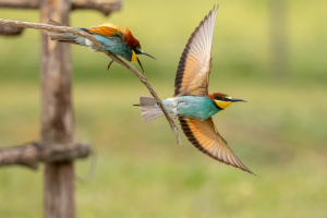 Ungern | Biätare/Bee-eaters 2
