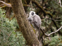 Nepal gray langur