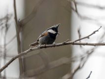 Rufous-vented tit