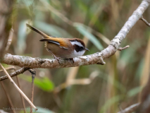 White-browed fulvetta
