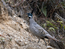 Koklass pheasant