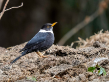 White-collared blackbird