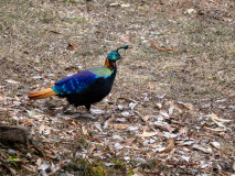 Monal pheasant
