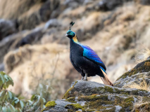 Monal pheasant
