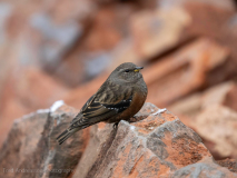 Alpine accentor