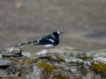 Spotted forktail