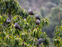 Speckled wood pigeon