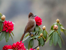 Striated laughingthrush