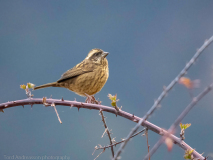 Pink-browed rosefinch