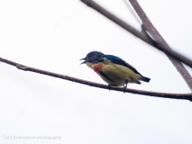 Fire-breasted flowerpecker