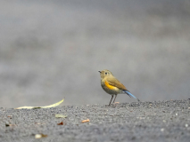 Himalayan bluetail