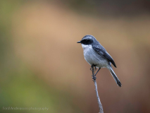 Grey bush chat