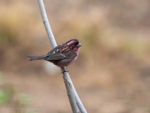Pink-browed rosefinch