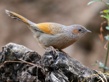 Streaked laughingthrush