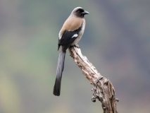Grey treepie