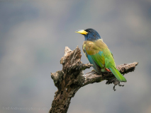 Great barbet