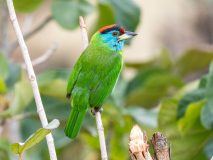 Blue-throated barbet