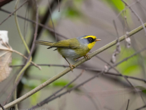 Black-faced warbler