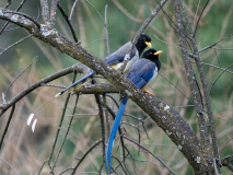 Yellow-billed blue magpie