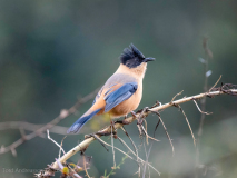 Rufous sibia