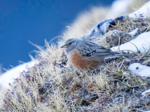 Alpine accentor