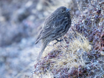 Streaked rosefinch