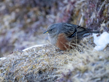 Alpine accentor